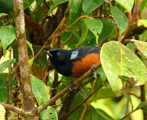 Chestnut-bellied flowerpiercer